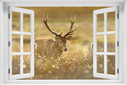 Fototapeta Naklejka Na Ścianę Okno 3D - Close-up of a red deer stag on an early autumn morning