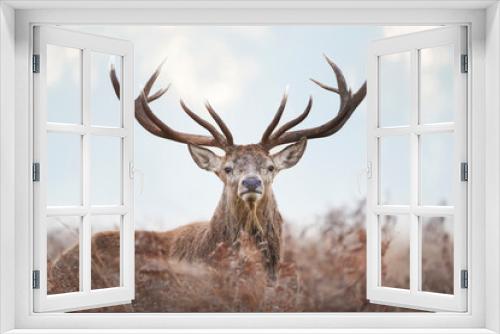 Fototapeta Naklejka Na Ścianę Okno 3D - Close-up of a red deer stag on a misty autumn morning