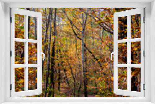 Fototapeta Naklejka Na Ścianę Okno 3D - Un sentiero nel bosco durante l'autunno, con colori accesi e caldi