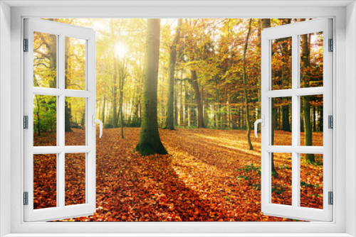 Fototapeta Naklejka Na Ścianę Okno 3D - Sonnenstrahlen im bunten Herbstwald 