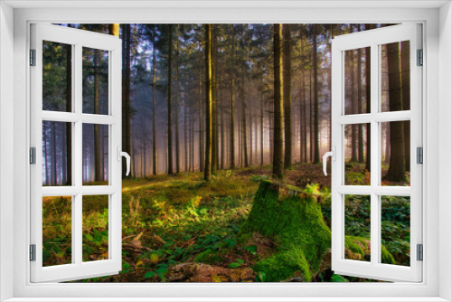 Fototapeta Naklejka Na Ścianę Okno 3D - Landschaftsaufnahme einer herbstlichen Waldstimmung mit quer einfallendem Sonnenlicht