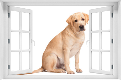 Fototapeta Naklejka Na Ścianę Okno 3D - Beauty labrador retriever dog isolated on white background