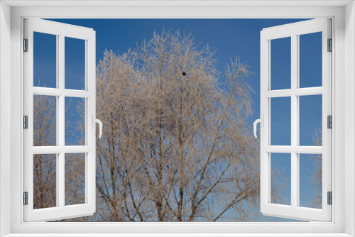 Fototapeta Naklejka Na Ścianę Okno 3D - frosty tree and black jackdaw, nature
