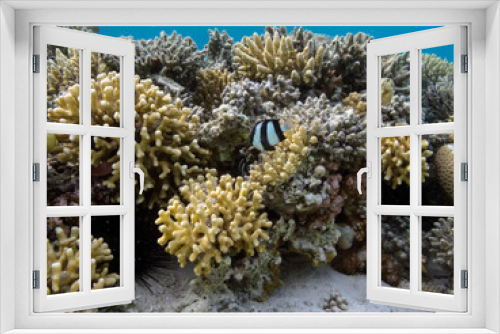 Fototapeta Naklejka Na Ścianę Okno 3D - Living corals of the Red Sea