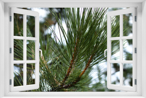 Fototapeta Naklejka Na Ścianę Okno 3D - Pine needles close-up. New Year