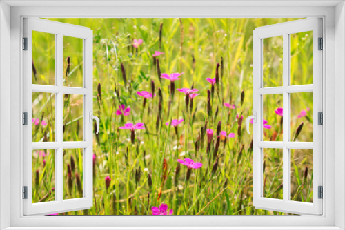 Fototapeta Naklejka Na Ścianę Okno 3D - Dianthus borbasii vandas, dianthus deltoides blooming in the meadow. Meadow flowers Close up. Maiden pink flowers.