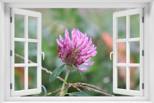 Fototapeta Naklejka Na Ścianę Okno 3D - clover flower