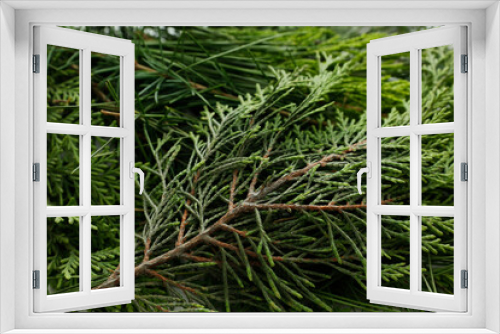 Fototapeta Naklejka Na Ścianę Okno 3D - close up pine tree background