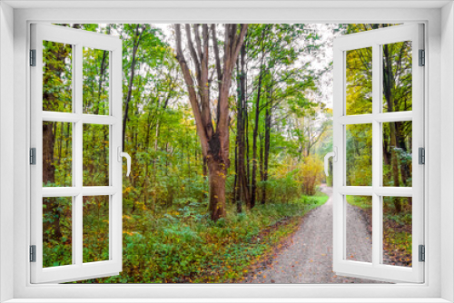 Fototapeta Naklejka Na Ścianę Okno 3D -  Ein Herbsttag im Wald.