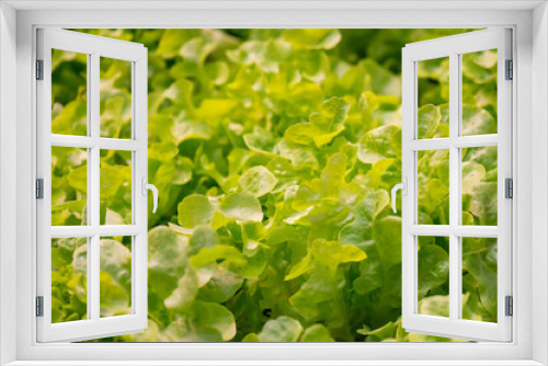 Fototapeta Naklejka Na Ścianę Okno 3D - Fresh organic green oak lettuce vegetable plant farm