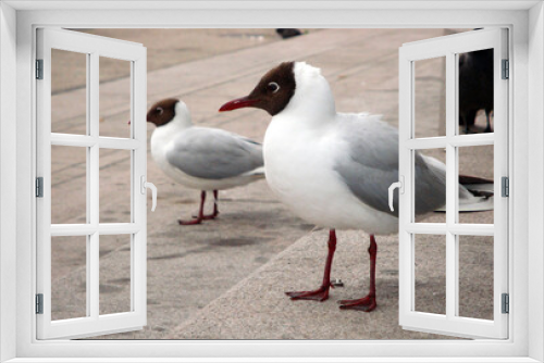Fototapeta Naklejka Na Ścianę Okno 3D - seagull in the city