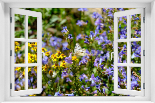 Fototapeta Naklejka Na Ścianę Okno 3D - White butterfly in a field of yellow and purple flowers