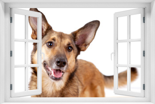 Fototapeta Naklejka Na Ścianę Okno 3D - Aufmerksamer Schäferhund-Mischling mit großen Ohren