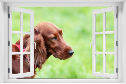 Fototapeta Naklejka Na Ścianę Okno 3D - Sad red irish setter dog with water drops at nose outdoors