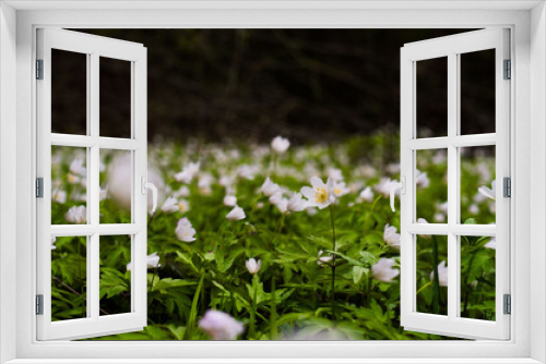 Fototapeta Naklejka Na Ścianę Okno 3D - Anemone sylvestris (snowdrop anemone) - White flowers in the botanical garden