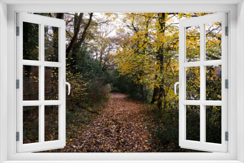 Fototapeta Naklejka Na Ścianę Okno 3D - Walk way through a forest in the Autumn