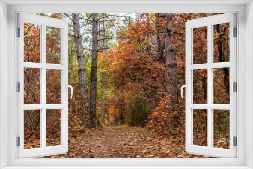 Fototapeta Naklejka Na Ścianę Okno 3D - Autumn forest.