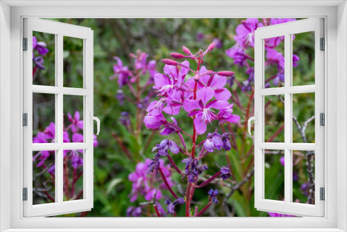 Fototapeta Naklejka Na Ścianę Okno 3D - close-up mountain flowers