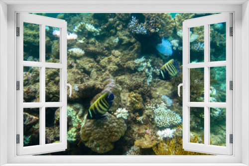 Fototapeta Naklejka Na Ścianę Okno 3D - Diving at Great Barrier Reef, Outer Reef, Cairns, Queensland, Australia