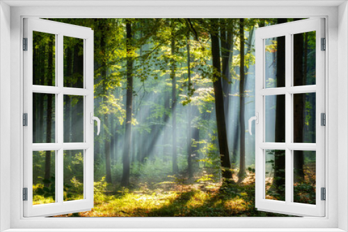 Fototapeta Naklejka Na Ścianę Okno 3D - Beautiful sunny morning in magic forest