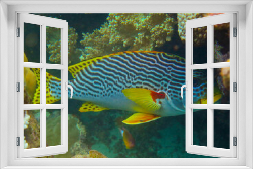 Fototapeta Naklejka Na Ścianę Okno 3D - Diving at Great Barrier Reef, Outer Reef, Cairns, Queensland, Australia