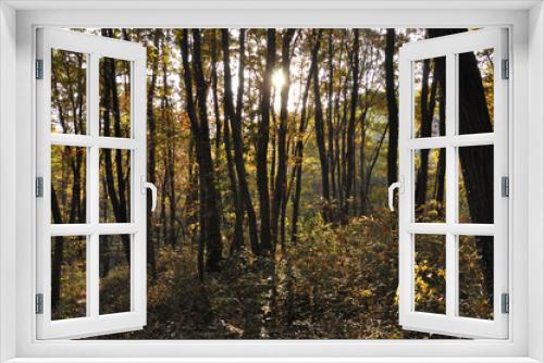 Fototapeta Naklejka Na Ścianę Okno 3D - 紅葉の季節の森の中の小径