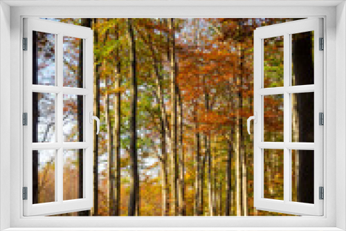 Fototapeta Naklejka Na Ścianę Okno 3D - Forest view in autumn colors
