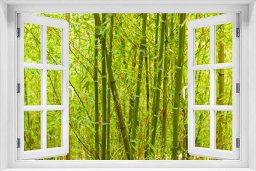 Fototapeta Naklejka Na Ścianę Okno 3D - Bamboo forest background and view, landscape of green bamboo wild