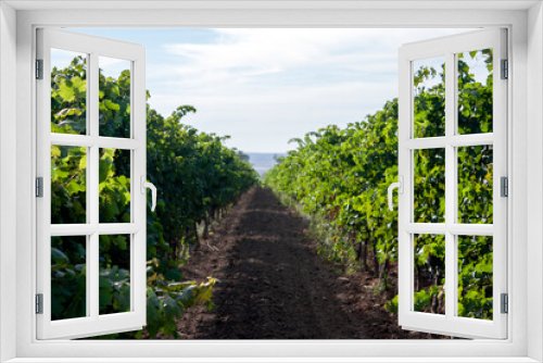 Fototapeta Naklejka Na Ścianę Okno 3D - Slender rows of vines extend into the sky to the horizon. Grape trellis, perspective view. Rows of grapes in the evening sun. The vines run in rows to the horizon