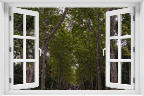 Fototapeta Naklejka Na Ścianę Okno 3D - beautiful long tree line in Parque de Maria Luisa