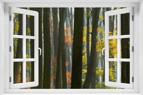 Fototapeta Naklejka Na Ścianę Okno 3D - Autumnal Foggy and Sunny Day Forest