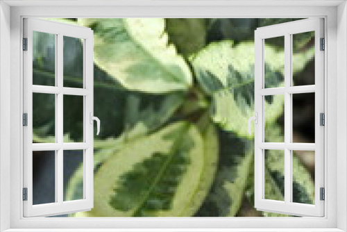 Fototapeta Naklejka Na Ścianę Okno 3D - Top view of green and yellow variegated cultivar of Codiaeum variegatum, a house plant known as Croton plant.