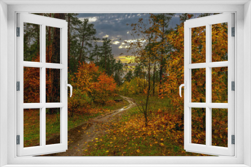 Fototapeta Naklejka Na Ścianę Okno 3D - The forest is decorated with autumn colors. Come through. Puddles reflecting trees. Fallen leaves. Hiking. Walk in the autumn forest.