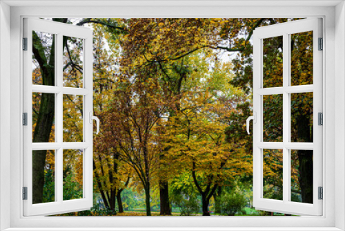 Fototapeta Naklejka Na Ścianę Okno 3D - Beautiful autumn leaves and tree changing color on mountain autumn golden leaves sunlight and fallen red orange leaves on ground fruit orchard in autumn season