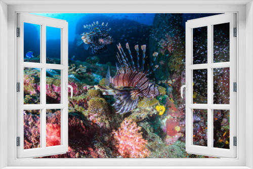 Fototapeta Naklejka Na Ścianę Okno 3D - Several predatory Lionfish on a coral reef