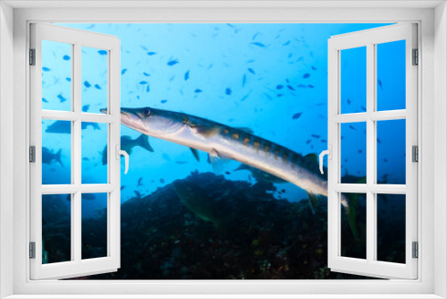 Fototapeta Naklejka Na Ścianę Okno 3D - Large Barracuda on a tropical coral reef