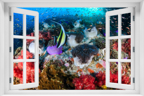 Fototapeta Naklejka Na Ścianę Okno 3D - Colorful tropical fish on a coral reef in Asia