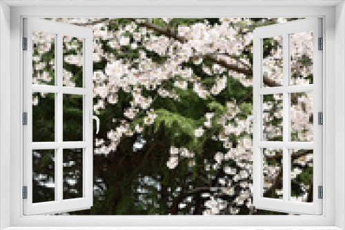 Fototapeta Naklejka Na Ścianę Okno 3D - Cherry blossom in a park