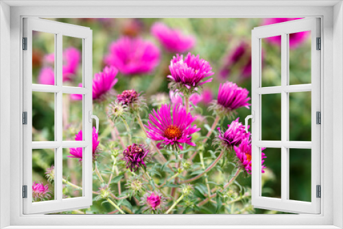 Fototapeta Naklejka Na Ścianę Okno 3D - Petal of blooming flower in garden