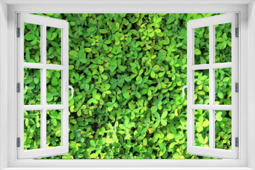 Fototapeta Naklejka Na Ścianę Okno 3D - Green leaf texture for background