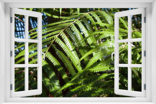 Fototapeta Naklejka Na Ścianę Okno 3D - Sydney Australia, Cibotium barometz also known as golden chicken fern or woolly fern native to southeast asia,
is a folk medicinal herb