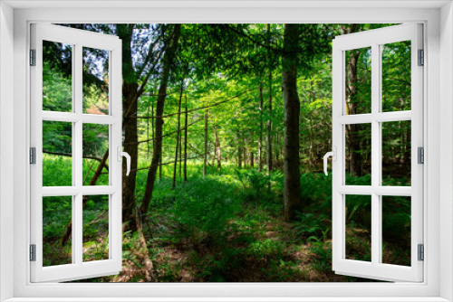 Fototapeta Naklejka Na Ścianę Okno 3D - Woodlands in Cambridge Vermont, summer 2020