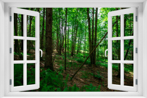Fototapeta Naklejka Na Ścianę Okno 3D - Woodlands in Cambridge Vermont, summer 2020