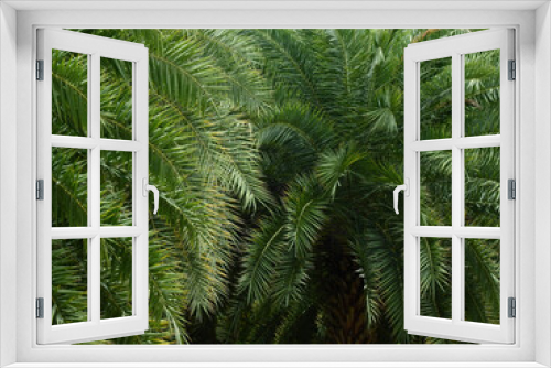 Fototapeta Naklejka Na Ścianę Okno 3D - green leaf of date palm tree ( Phoenix dactylifera )