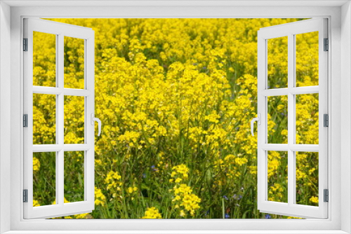 Fototapeta Naklejka Na Ścianę Okno 3D - Flowering rapeseed (Lat. Brassica napus) in the field close-up