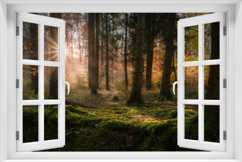 Fototapeta Naklejka Na Ścianę Okno 3D - Herbstsonne im Wald, Baden-Württemberg, Deutschland