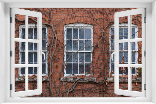 Fototapeta Naklejka Na Ścianę Okno 3D - Three windows overgrown with wild grapes