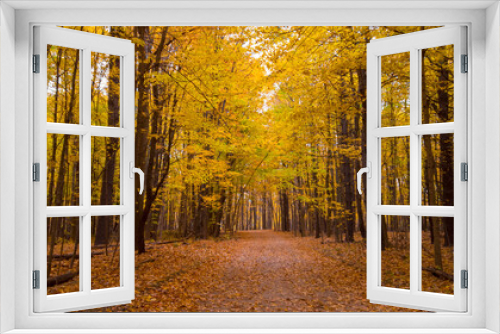 Fototapeta Naklejka Na Ścianę Okno 3D - Scenic road through bright autumn trees
