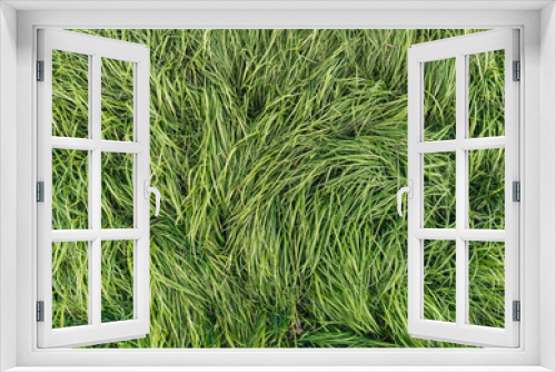 Fototapeta Naklejka Na Ścianę Okno 3D - Texture, background of long, tall green grass close-up. Photography, copy space.
