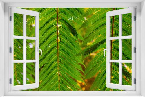 Fototapeta Naklejka Na Ścianę Okno 3D - Close up photo of green fern leaves